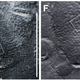 Detail of the impressions.